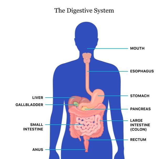 Digestive health